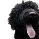 Illustration for article titled The Inventor of the Labradoodle Is Filled With Regret